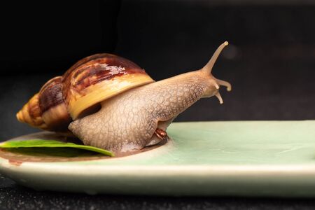 Big snail Achatina on a dark backgroundの写真素材