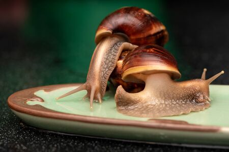Big snails Achatina on a dark backgroundの写真素材