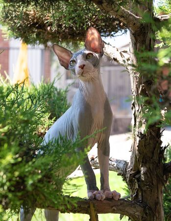 Portrait of cat sphinx without hair in the garden.の写真素材