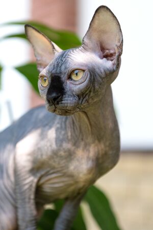 Portrait of cat sphinx without hair at homeの写真素材