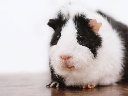 Little guinea pig sits on wooden deskの写真素材