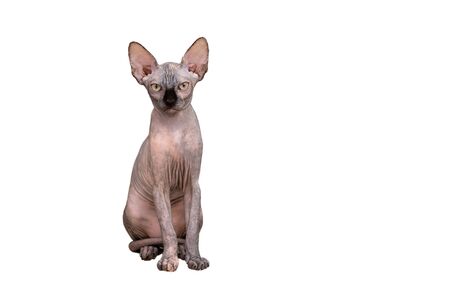 Portrait of cat sphinx without hair on white backgroundの写真素材
