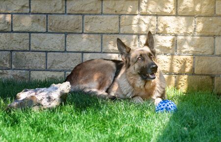 Portrait of a German shepherd on green grass.の写真素材