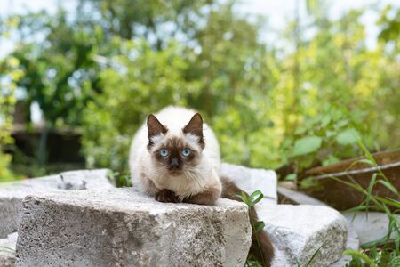 Cute kitten with blue eyes sits in green grass.の写真素材
