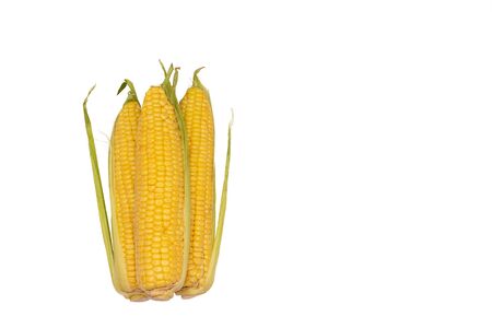 Fresh corn cobs isolated on white backgroundの写真素材
