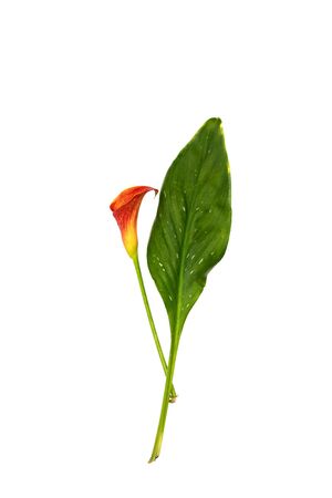 Red Calla lily with leaf isolated on white background.の写真素材