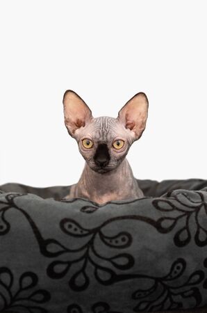 Portrait of cat sphinx without hair on white backgroundの写真素材