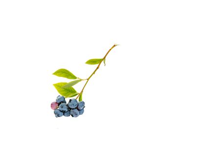 Fresh blueberries with green leaves on white background.の写真素材