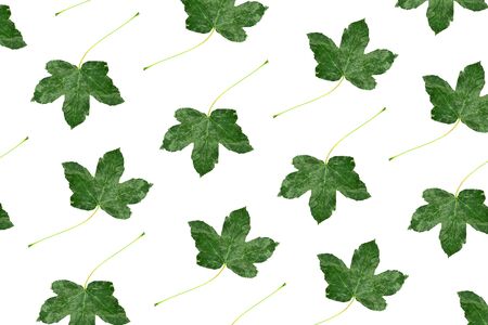 Grean leaf pattern on a white background.の写真素材