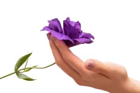Female hand holding a purple flower on white backgroundの写真素材