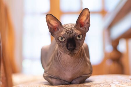 Cat sphinx sits on chair at home.