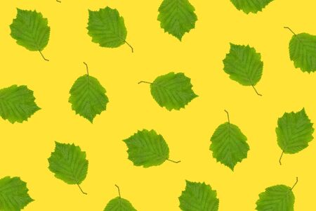 Pattern of raw hazelnut's leaf on yellow background.