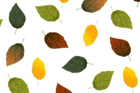 Color autumn leafs background isolated in white.