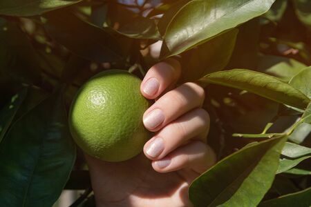 Female hand with glitter nail design holding tangerinの写真素材