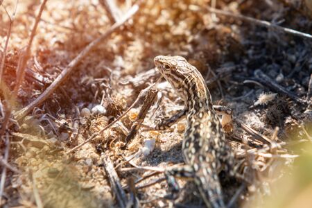 Small brown lizard hiding in the dry grass.の写真素材