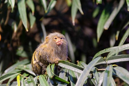 Pygmy Marmoset or Dwarf Monkey, small monkey on the treeの写真素材
