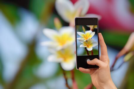 Female hands holding mobile phone and takes a picture. Frangipani flowers on the treeの写真素材
