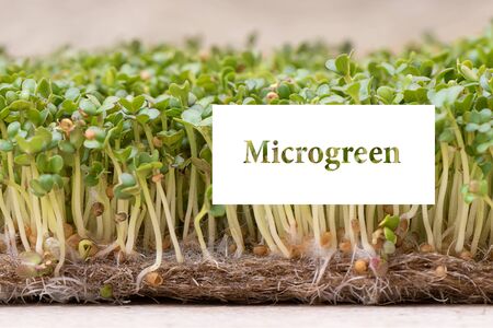 Micro greens. Sprouted mustard seeds on linen mat. Inscription Microgreenの写真素材