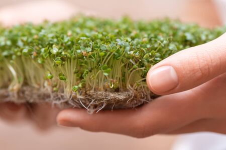 Micro greens. Sprouted mustard seeds on linen mat in female hands