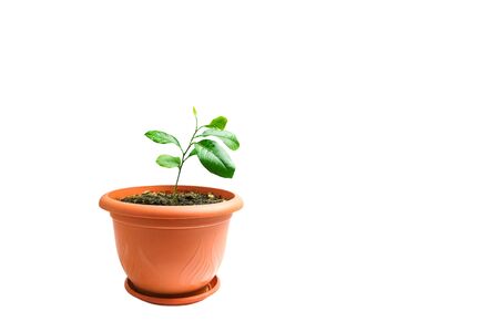 Lemon sprout in a pot on white background.の写真素材