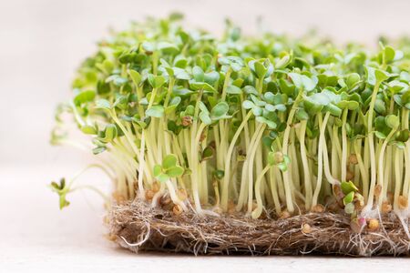Microgreen. Sprouted mustard seeds on linen mat close up.の写真素材