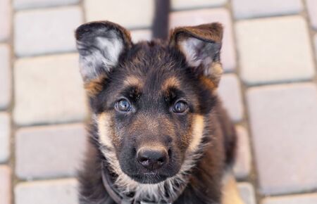 Portrait of a German shepherd puppy, close up