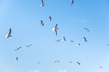Seagulls birds fly in the blue sky.の写真素材