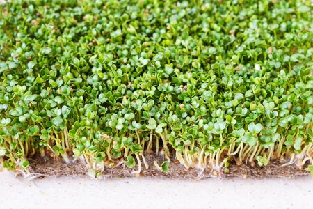 Micro greens. Sprouted mustard seeds on a table. Top viewの写真素材