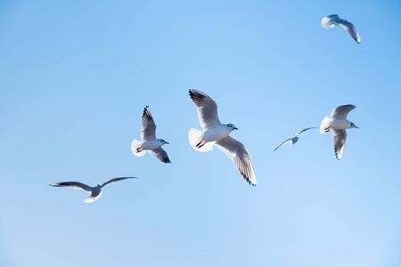 Seagulls birds fly in the blue sky.の写真素材