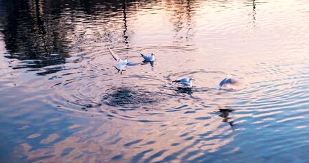 Seagulls in the river on the sunsetの写真素材
