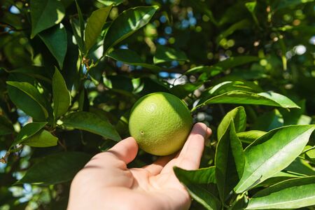 Green tangerines growing on a tree, close upの写真素材