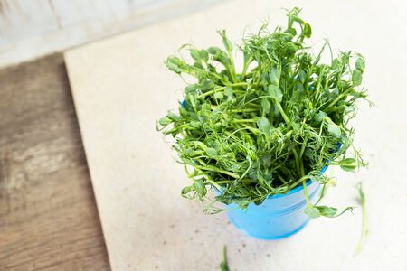 Micro greens. Snow Pea Sprouts cutted and ready for eating.