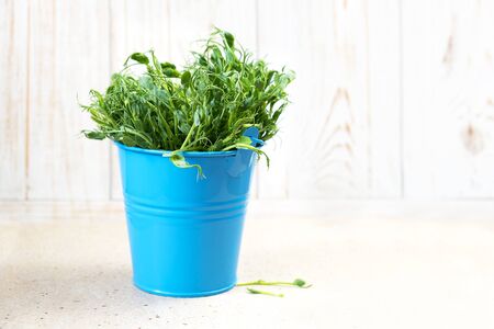 Micro greens. Snow Pea Sprouts cut and ready for eating.の写真素材