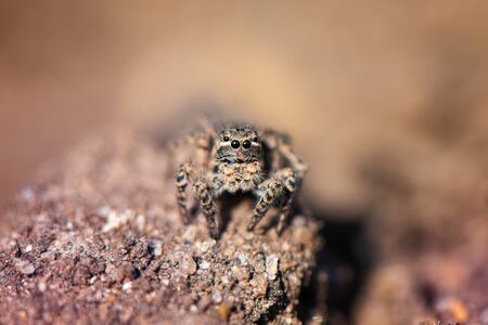 Small jumping spider in the garden, close up