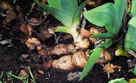 Iris flower root in the summer garden, close up