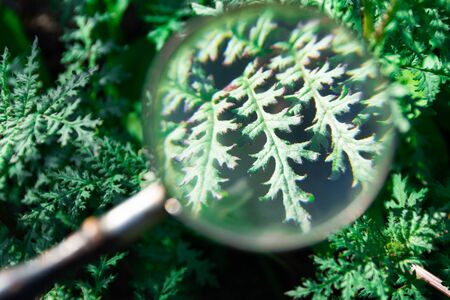 View of green leaf in magnifying glass at the spring gardenの写真素材