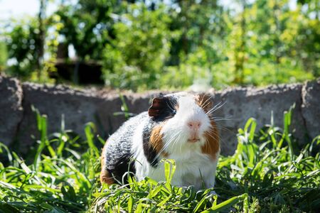 Cute guinea pig on green grass in the garden.の写真素材