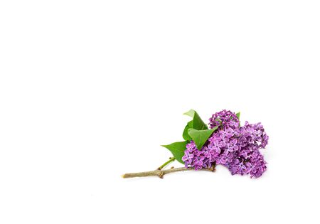 A long thin branch of purple lilac blossom close-up isolated on a white backgroundの写真素材