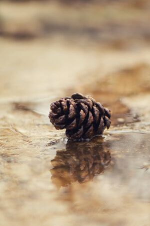 Fir cone on wet pavement with reflection. Autumn concept.の写真素材