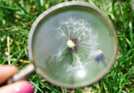 Explore a white dandelion flower through a magnifying glass in a spring garden in the afternoon.の写真素材