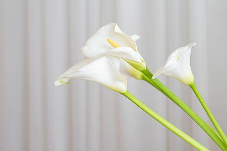 Calla lily plant flowers on a white fabric background.の写真素材