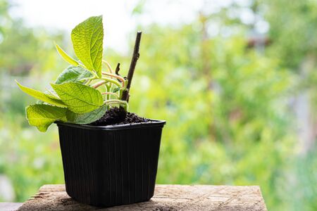 Peony plant seedling in a plastic pot with natural soilの写真素材