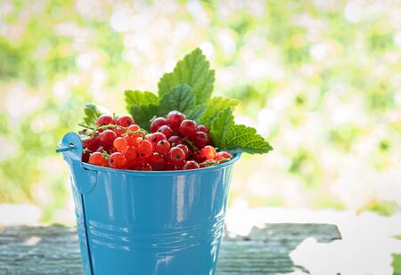 Blue bucket full of ripe raw redcurrant on a wooden desk in spring garden.