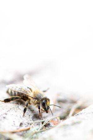 Worker bee close up, very bright shotの写真素材