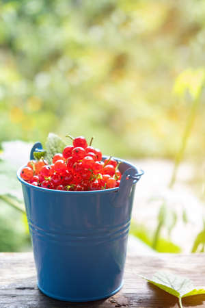 Blue bucket full of ripe raw redcurrant on a wooden desk in spring garden.