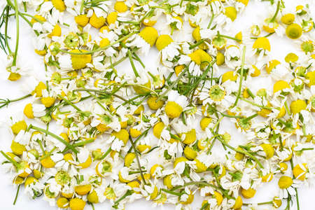 Chamomile herbs on white background. Chamomile flowers texture on white backgroundの写真素材