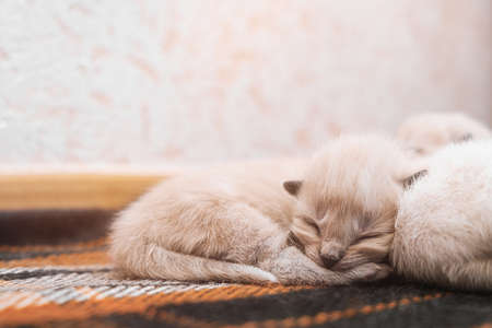 Cream color kittens sleeps on a carpet. Little baby cats sleeps together on a carpetの写真素材