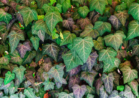 Green and purple leaf background.の写真素材