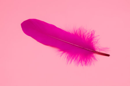 Pink feather on a pink background. Single pink feather on a pink backgroundの写真素材