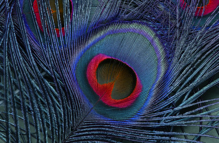 Close up of blue peacock feather with red eye, inverted colors